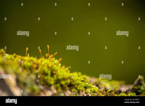 The Tree Bark Covered With Green Moss In The Temperate Rainforest