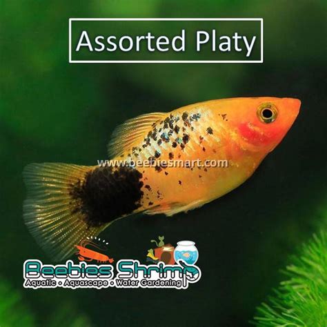 Assorted Platy