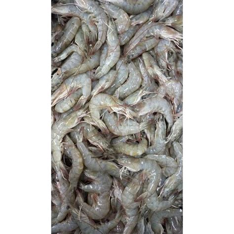 Jual Udang Jerbung AK60 80 Shopee Indonesia