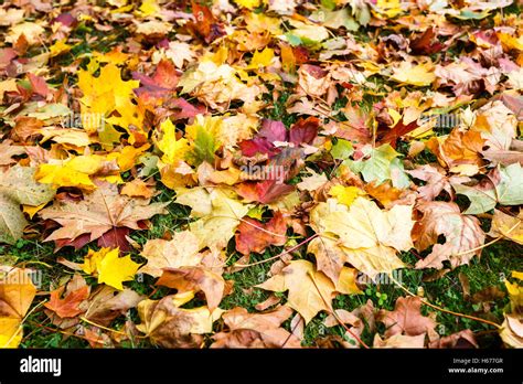 Carpet Of Fallen Sycamore Acer Pseudoplatanus Leaves With Autumn