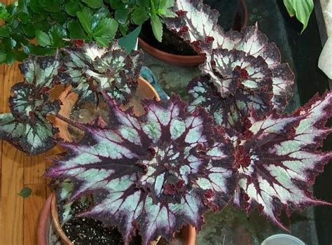 rex begonias | Begonia, Pretty plants, Perennial flowering plants