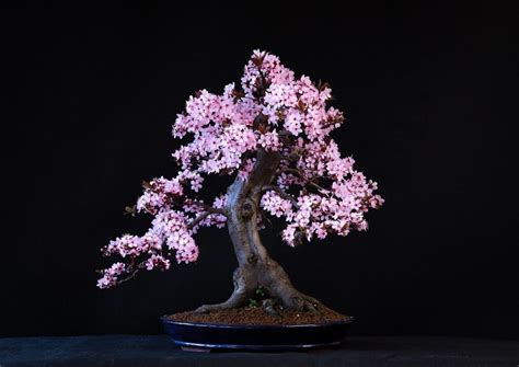 What Is The Definition And Meaning Of Bonsai Hooked On Bonsai