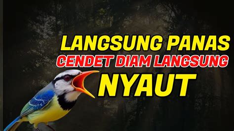 Cendet Gacor Full Isian Buat Pancingan Cendet Agar Bunyi Jadikan Burung