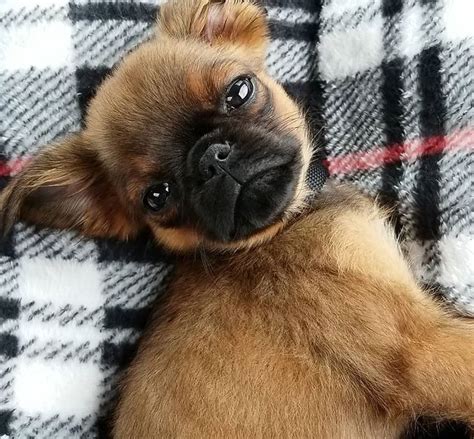 ☀ Smooth Coat Brussels To Cute ☀ Brussels Griffon Puppies Griffon