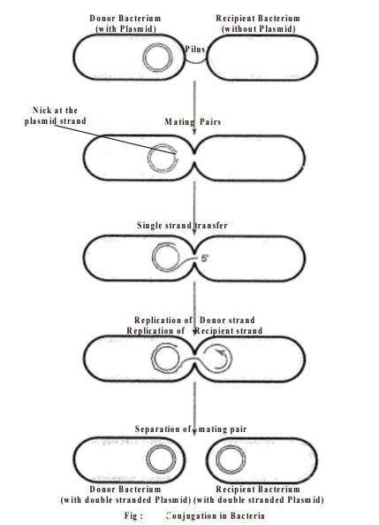 Reproduction Of Bacteria