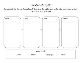 17 Best Images of Humans Life Cycle Printable Worksheets - Human Life ...