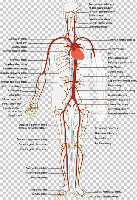 Lower Limb Arteries Diagram