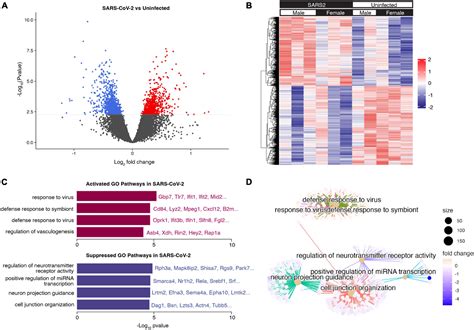 Frontiers Impact Of Age And Sex On Neuroinflammation Following Sars