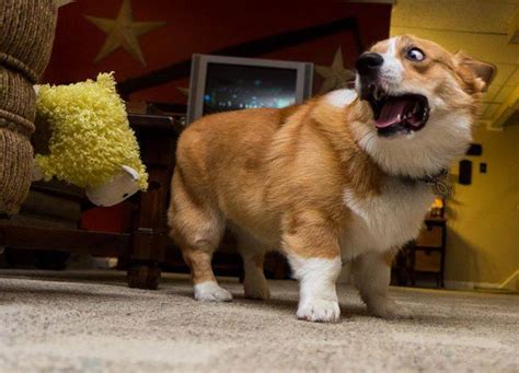 Munchkin Cat And Corgi