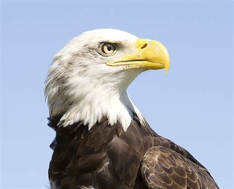 Bald Eagle Facts Animals Of North America