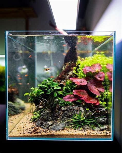 27 Easy DIY Aquascape Design On Low Budget HomeMydesign Aquascape