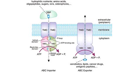 Figure From Structure And Mechanism Of Atp Binding Cassette Off