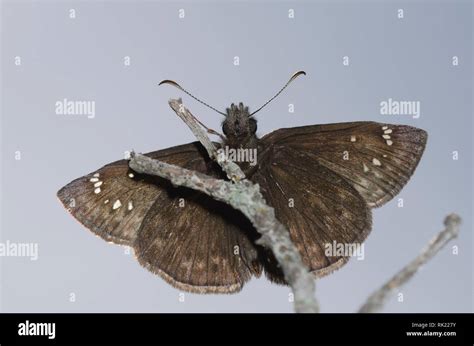 Horaces Duskywing Erynnis Horatius Stock Photo Alamy