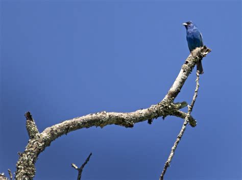 Indigo Bunting - Old Town