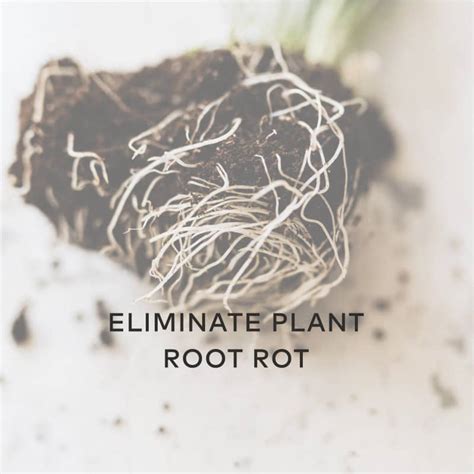 Eliminate Plant Root Rot Using Hydrogen Peroxide 3%