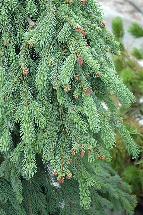 Weeping White Spruce Picea Glauca Pendula In Inver Grove Heights