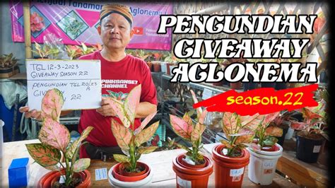 Mantap Pengundian Giveaway Aglonema Season Youtube