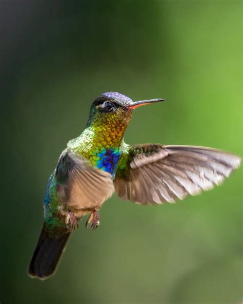 colorful hummingbird flying  stock photo