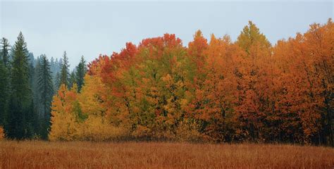 Autumn Trees 3 Photograph by Whispering Peaks Photography - Fine Art America