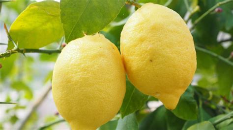 5 Manfaat Buah Lemon Bagi Kesehatan Yang Harus Kamu Tahu