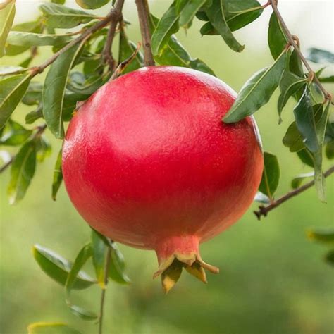 Pomegranate, Wonderful - Flavor Farms