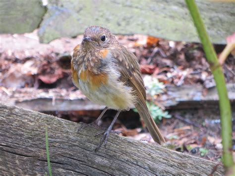 Friendly Robin Greenbank Edinburgh August Alljengi Flickr