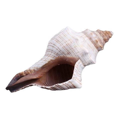 Ocean Conch Natural Large Jumbo Seashells For Ideal For Wedding Party