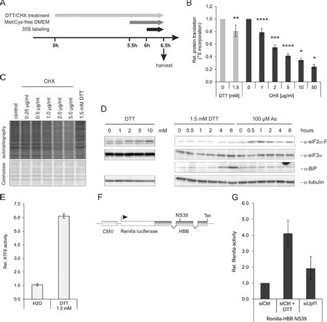 Figure 1 From Proteomic Analysis Reveals Branch Specific Regulation Of The Unfolded Protein