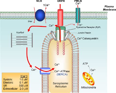 Figure 3 From Identification Of Ryanodine Receptor 1 RyR1 Interacting