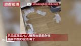 猫咪在家独居一个月胖3斤主人惊喜后一开灯愣好几秒你干了啥