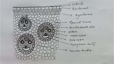 How To Draw Monocot Stem Ts Sector Diagram Very Easily Youtube