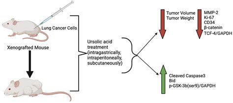 Beneficial Effects Of Ursolic Acid Against Lung Cancer Encyclopedia Mdpi