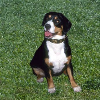 Entlebucher Sennenhund Spitz Breeds, Dog Breeds, Entlebucher Mountain ...