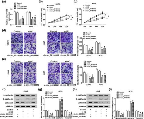 Effects Of Circ001569 Knockdown On The Progression Of Os Cells U2os