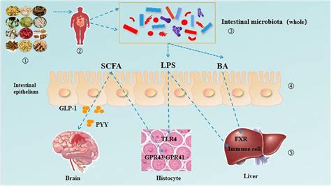 Frontiers Research Progress On The Mechanism Of Tcm Regulating