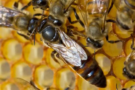 What Happens When A Queen Bee Dies Emergency Replacement