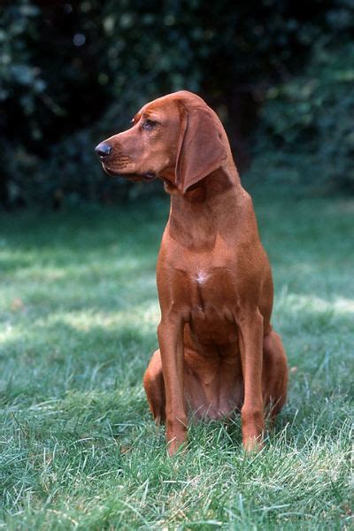 Flaunt Your Red Hair With These Beautiful Red Haired Breeds American