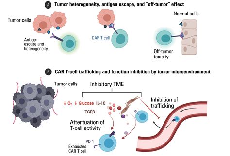 The Rise Of Chimeric Antigen Receptor T Cell Therapy And The Path Forward Asco Daily News