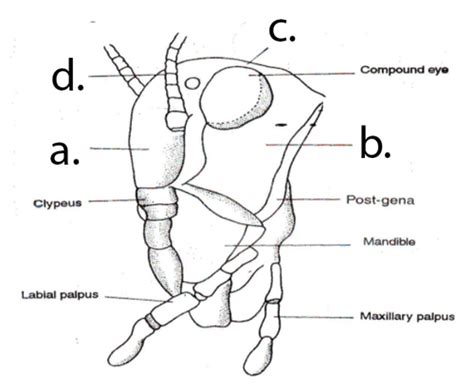 Final Exam Entomology Flashcards Quizlet