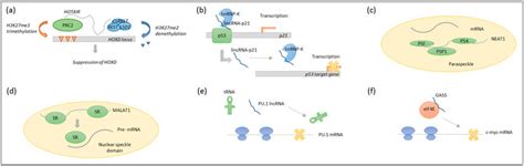 Cellular Functions Of LncRNAs A LncRNAs As Scaffolds For Histone