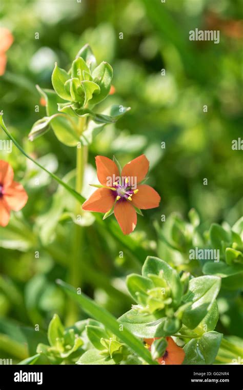 Scarlet Pimpernel Anagallis Arvensis Stock Photo Alamy