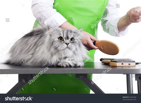 1,809 Persian Cat Grooming Images, Stock Photos & Vectors | Shutterstock