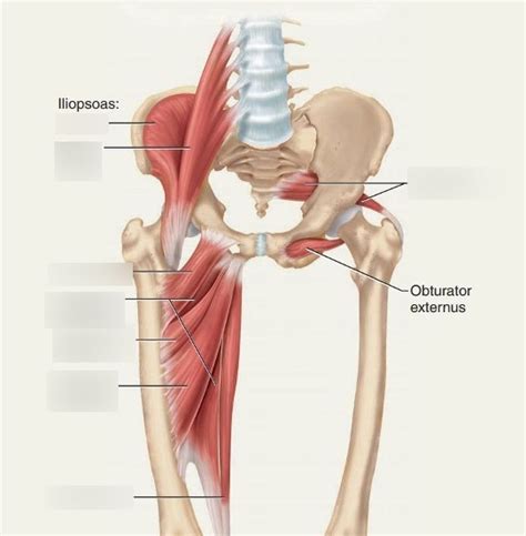 Muscles Of Pelvis Diagram Quizlet