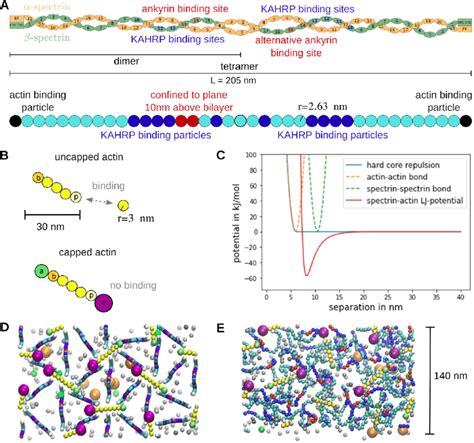 Particle Based Model For The Rbc Cytoskeleton A Schematic Of The