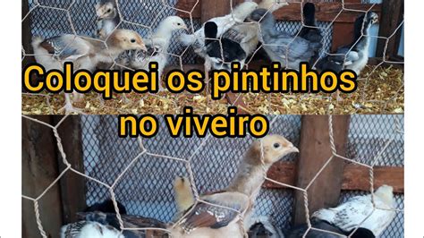 Colocando Os Pintinhos No Viveiro Youtube