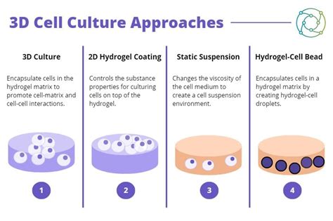 D Cell Cultures From Disease Modelling To Toxicology