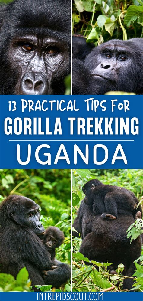 13 Practical Tips for GORILLA TREKKING in UGANDA (How to Plan, Prepare ...