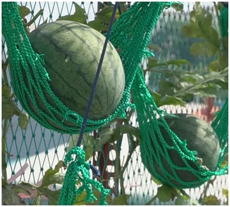 Grow Watermelons Vertically With These Diy Fruit Hammocks Watermelon