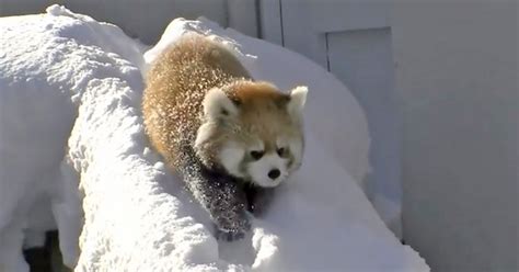 Baby red pandas play in the snow.