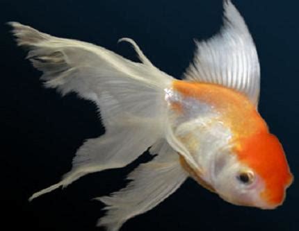 Goldfish Care - Types | Pictures | Diseases and Treatment: Oranda ...